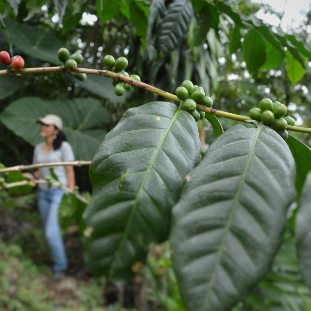 Why Does Organic Coffee Matter? [5 Reasons] Desert Sun Coffee Roasters