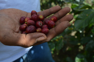coffee berries in palm of hand