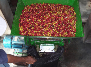 Journey of the Coffee Bean