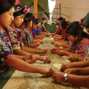 Chajulense guatemala coffee farmers sorting coffee beans