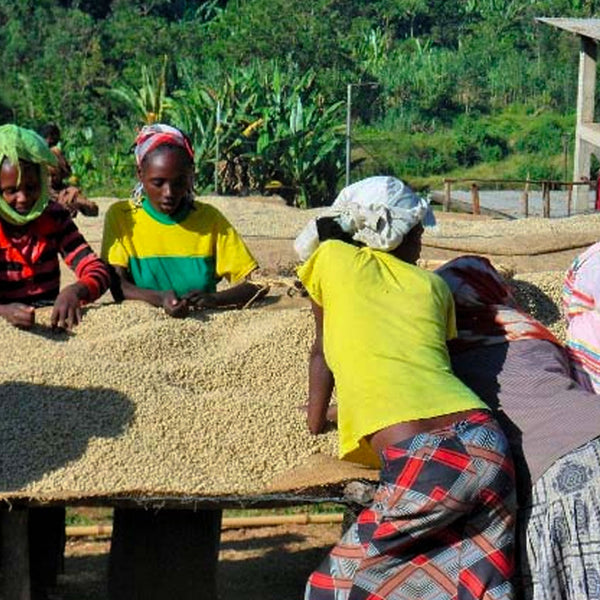 Sidama Union coffee farmers in Ethiopia