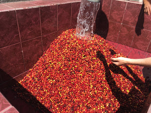 pile of red coffee berries
