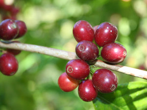 The Coffee Plant