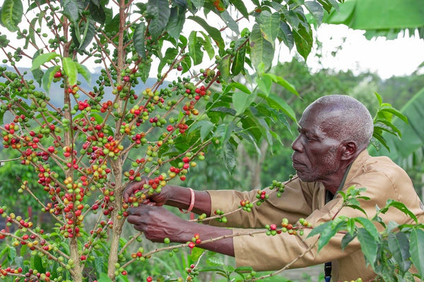 Peak Reserve - Premium Microlot