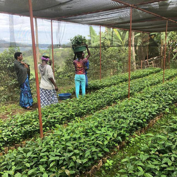 Peak Reserve - Premium Microlot