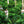 SEASONAL OFFERING | Colombia Anei