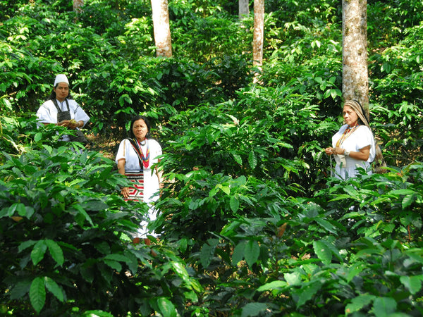 SEASONAL OFFERING | Colombia Anei