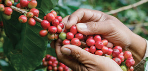 Coffee farmer picking coffee cherries from a coffee tree