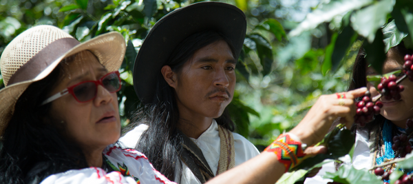 SEASONAL OFFERING | Colombia Anei