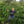 SEASONAL OFFERING | Honduras Natural Microlot