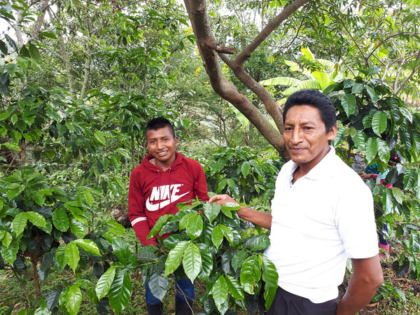 SEASONAL OFFERING | Colombia Cauca