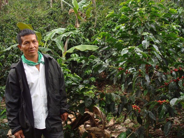 SEASONAL OFFERING | Colombia Cauca