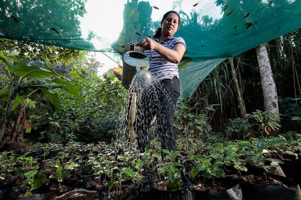 SEASONAL OFFERING | Colombia Anei