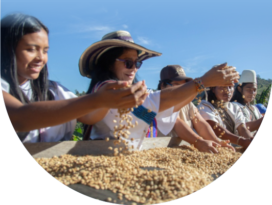 SEASONAL OFFERING | Colombia Anei
