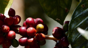 Organic red coffee cherries on a coffee tree