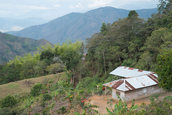 SEASONAL OFFERING | Colombia Cauca